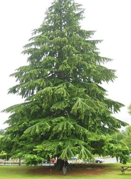 Canadian Hemlock