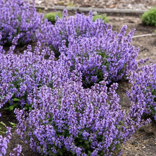 Clumps of purple catmint flowers blooming in a garden bed.