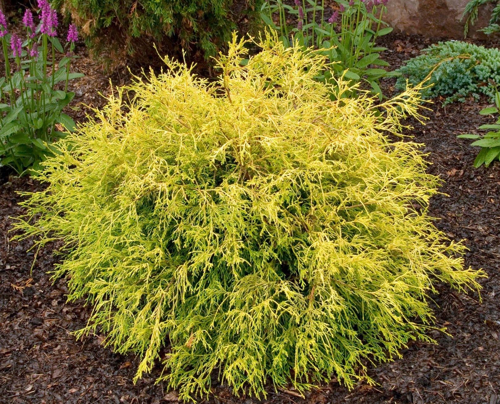 Arborvitae ‘Emerald Green’