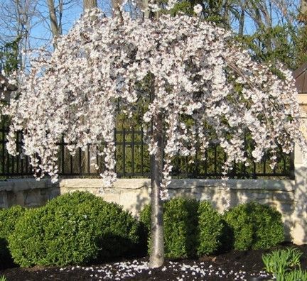 Cherry ‘ Snow Fountain’