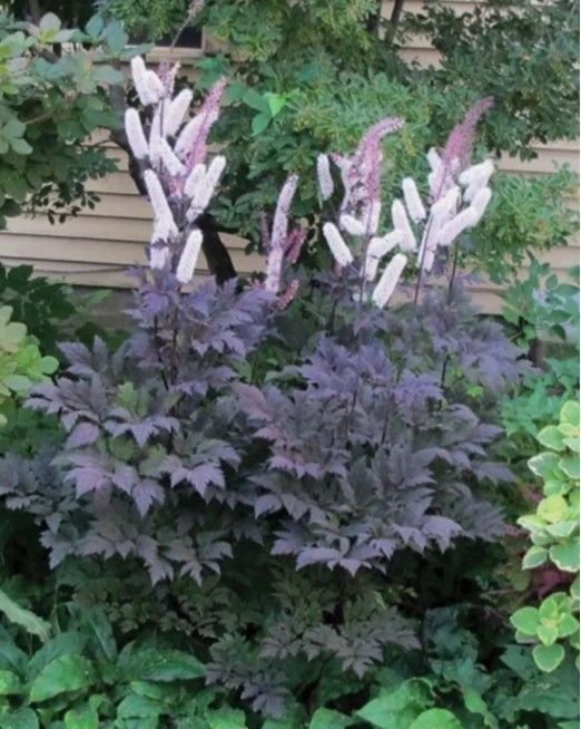 Dark purple-leaved plant with white and pink flower spikes.