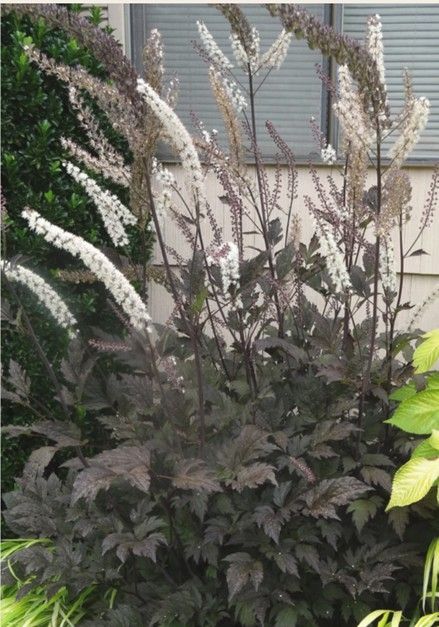 Dark purple-leaved plant with white and pink flower spikes.