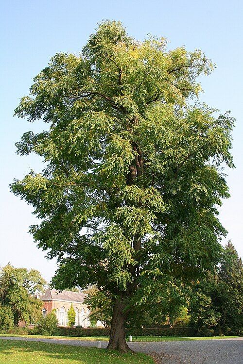 Alberta Spruce