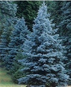 Colorado Blue Spruce