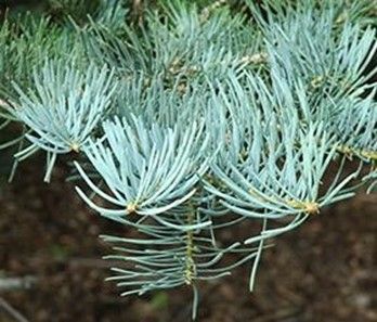 Concolor Fir 