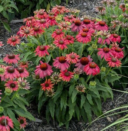 Bright red and pink coneflowers blooming in a garden bed with green foliage.