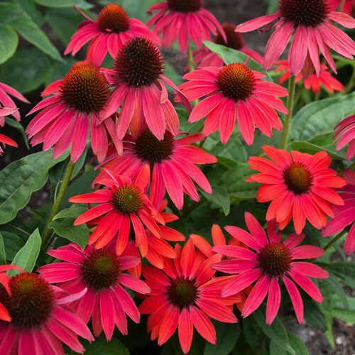 Bright red and pink coneflowers blooming in a garden bed with green foliage.