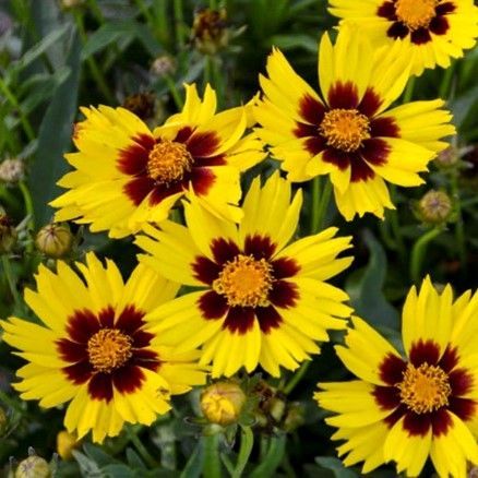 Yellow coreopsis flowers blooming in a garden bed.