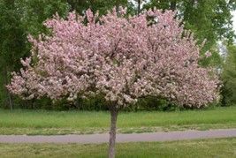 Crabapple ‘Coralburst’ (Dwarf)