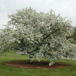 Crabapple ‘Donald Wyman’