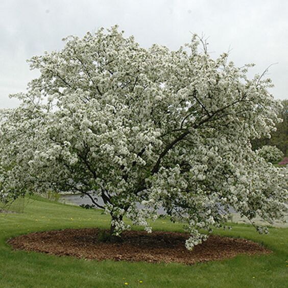 Crabapple ‘Donald Wyman’
