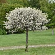 Crabapple ‘Lollipop’ (Dwarf)