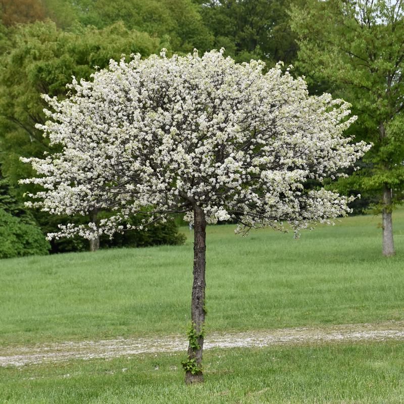 Crabapple ‘Lollipop’ (Dwarf)