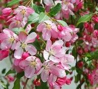 Crabapple ‘Louisa’ (Weeping)