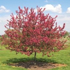 Crabapple ‘Prairie Fire’