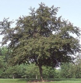 Crabapple ‘Profusion’