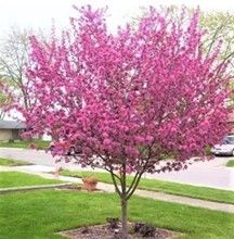 Crabapple ‘Purple Prince’