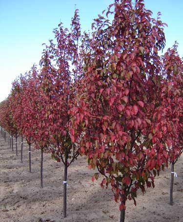 Crabapple ‘Red Barron’
