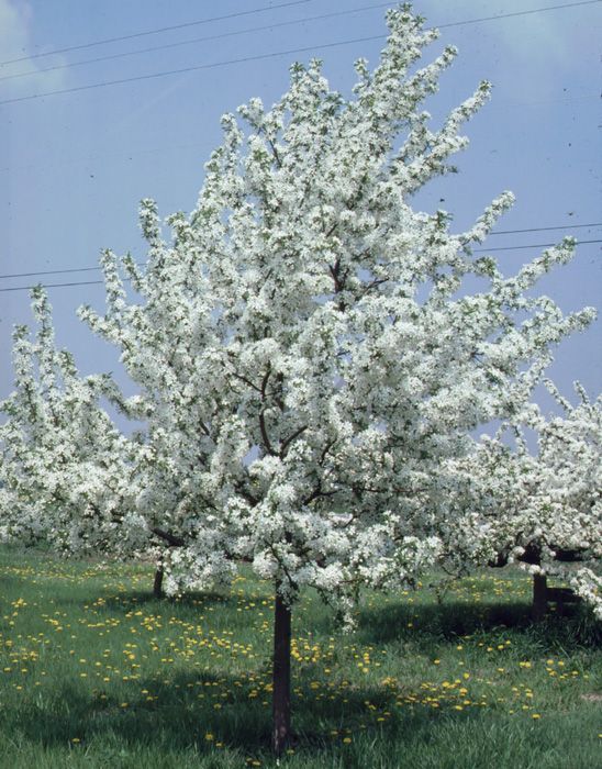 Crabapple ‘Red Jewel’