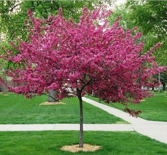 Crabapple ‘Royal Raindrops’