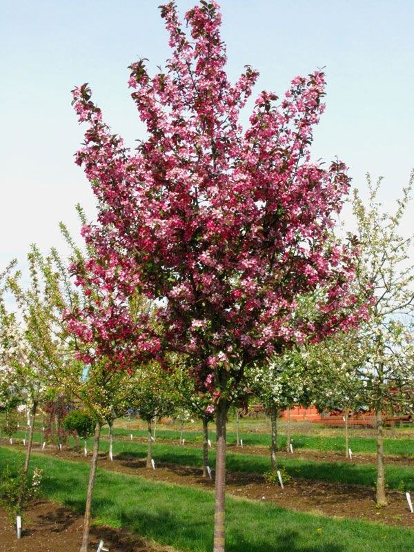 Crabapple ‘Ruby Dayze’