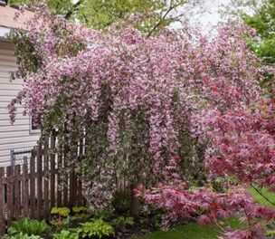 Crabapple ‘Ruby Tears’ (Weeping)