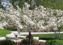 Crabapple ‘Sargent Tina’ (Dwarf)