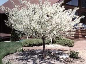 Crabapple ‘Sargent’ (Dwarf)