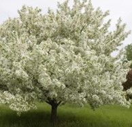 Crabapple ‘Snowdrift’