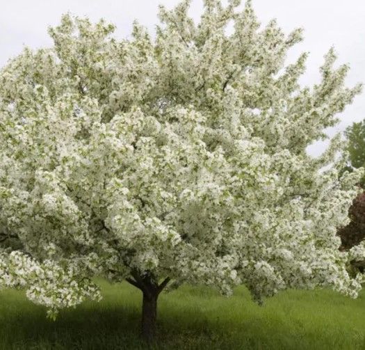 Crabapple ‘Snowdrift’