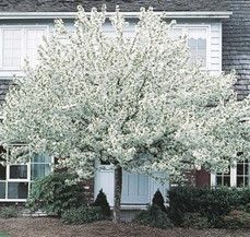 Crabapple ‘Spring Snow’ (Fruitless)