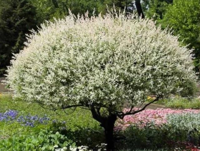 Purple allium flowers in bloom, with green stems and leaves in a garden bed.