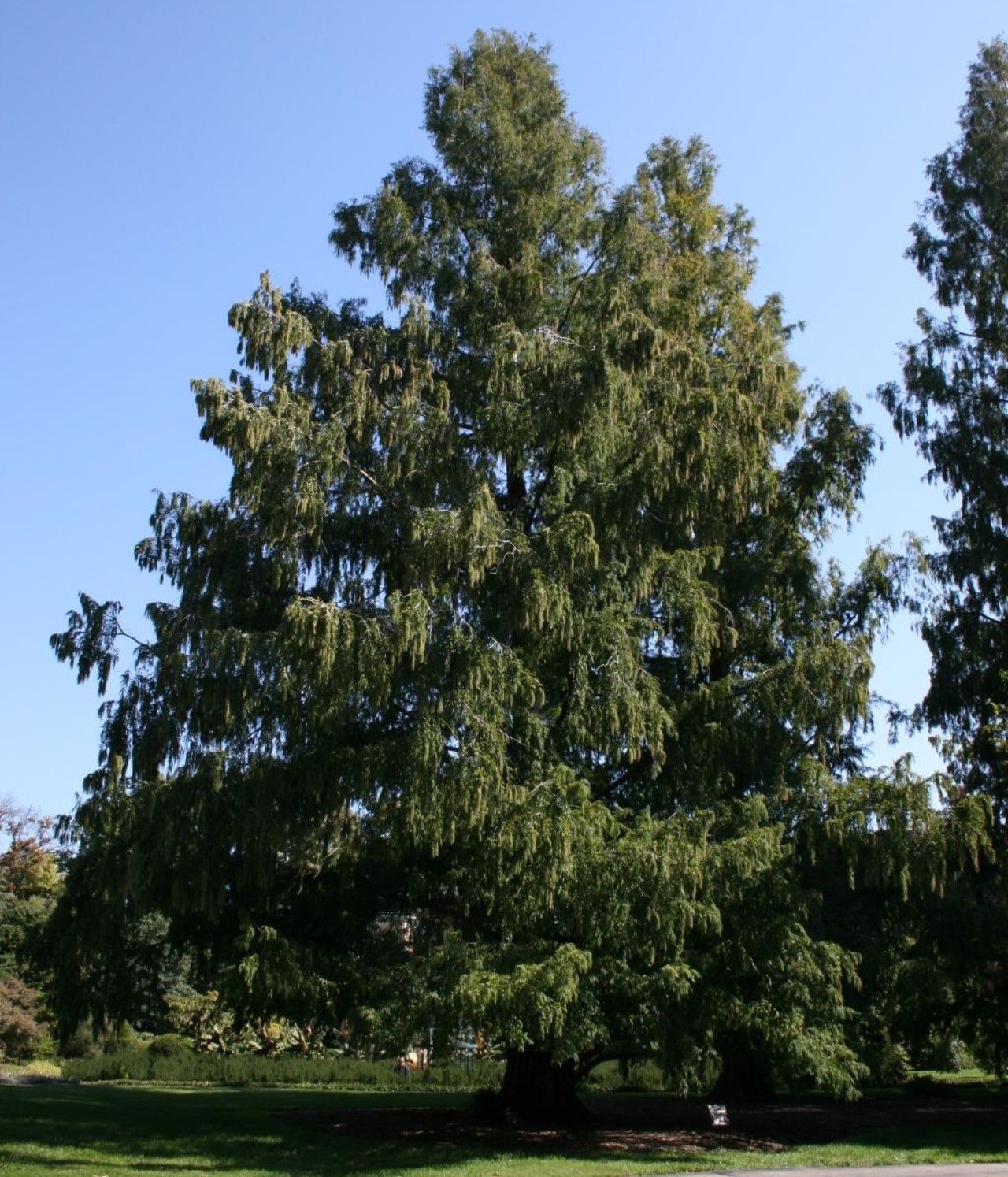 Alberta Spruce