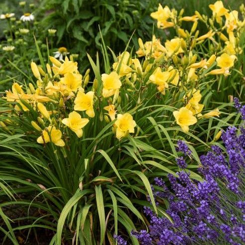 Yellow daylilies blooming next to purple lavender in a garden.