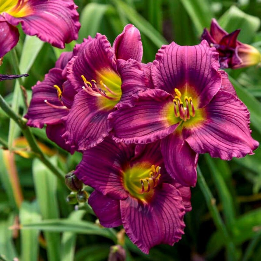 Clump of purple daylilies with yellow throats, tall green blades in a garden.