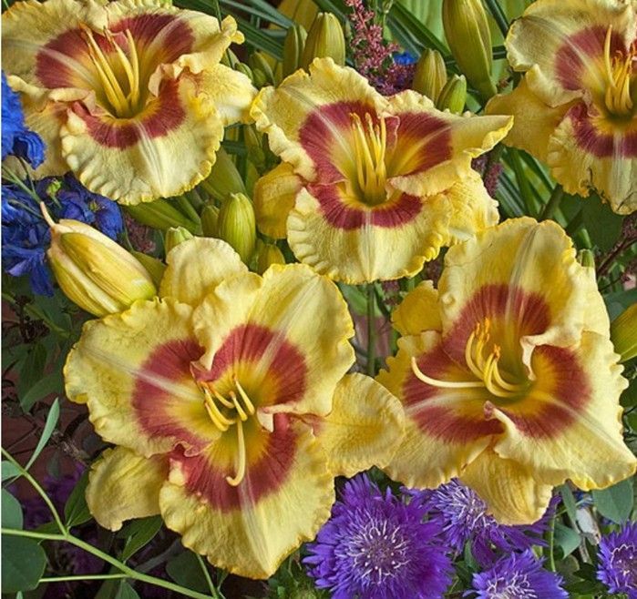 Daylilies with orange petals and maroon centers in a garden.
