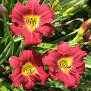 Clump of red daylilies with yellow centers and green foliage.