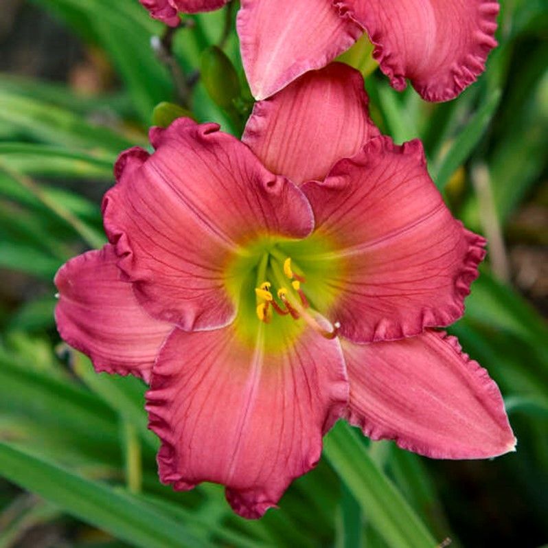 Clump of red daylilies with green foliage growing in a garden bed.
