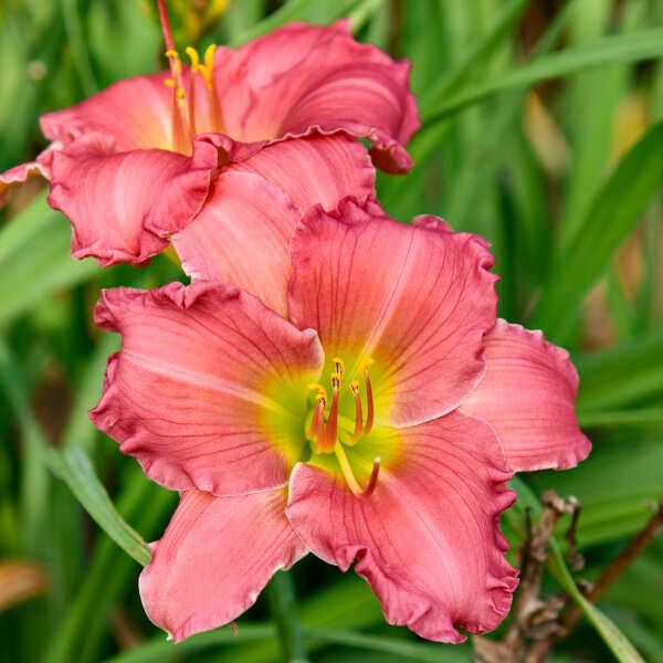 Clump of red daylilies with green foliage growing in a garden bed.