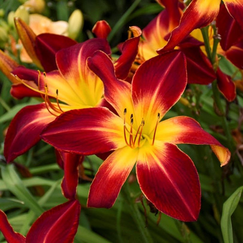 Daylilies with red and yellow flowers blooming in a garden bed. Green foliage and grass background.