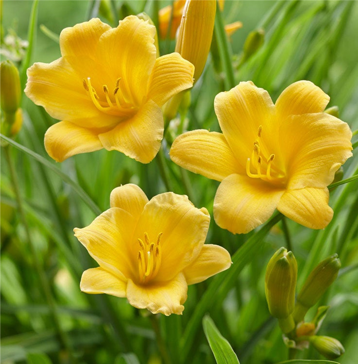 Bright yellow daylilies blooming in a garden with a small stone statue visible.