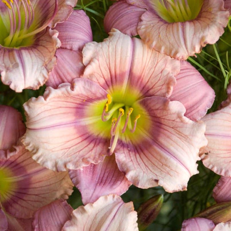 Field of pink and peach daylily flowers with green, grassy foliage.