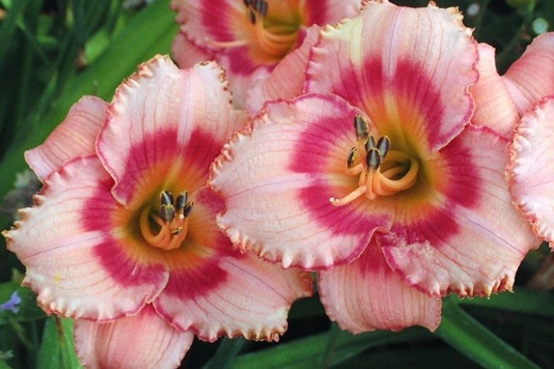 Pink and yellow daylilies bloom with green foliage.