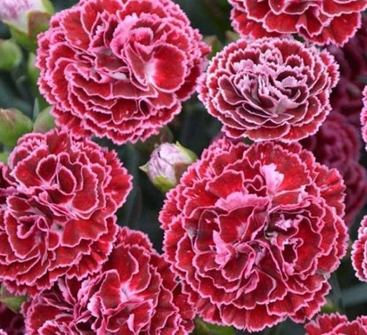 Clump of bright red carnation flowers with fringed petals and green foliage.