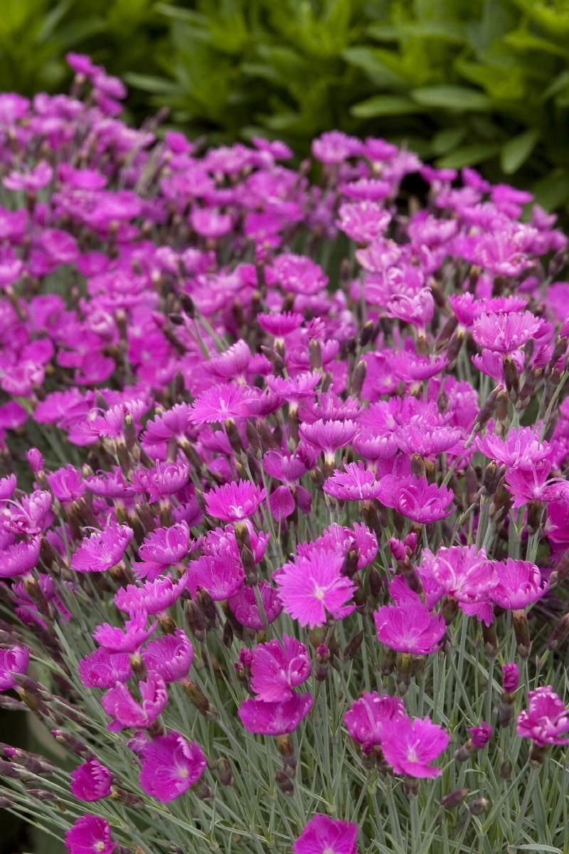 Pink dianthus flowers bloom in a bed of brown mulch.