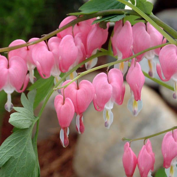 Bleeding heart plant with arching stems of pink heart-shaped flowers and green foliage, in a garden.