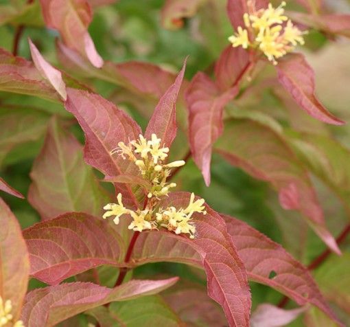 Arborvitae ‘Wintergreen’