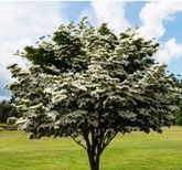 Dogwood ‘Kousa’