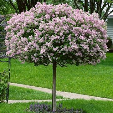 Lilac (Dwarf) Standard