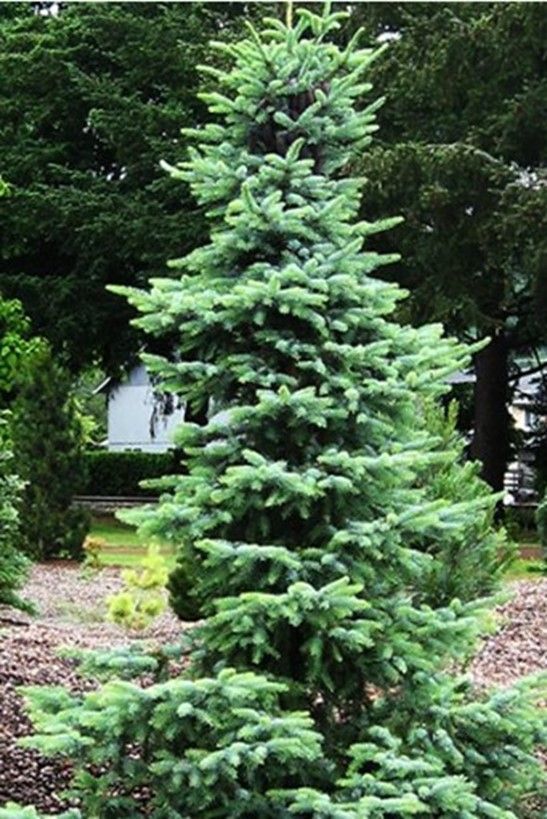 Dwarf Serbian Spruce ‘Bruns’ (Maple Hill)